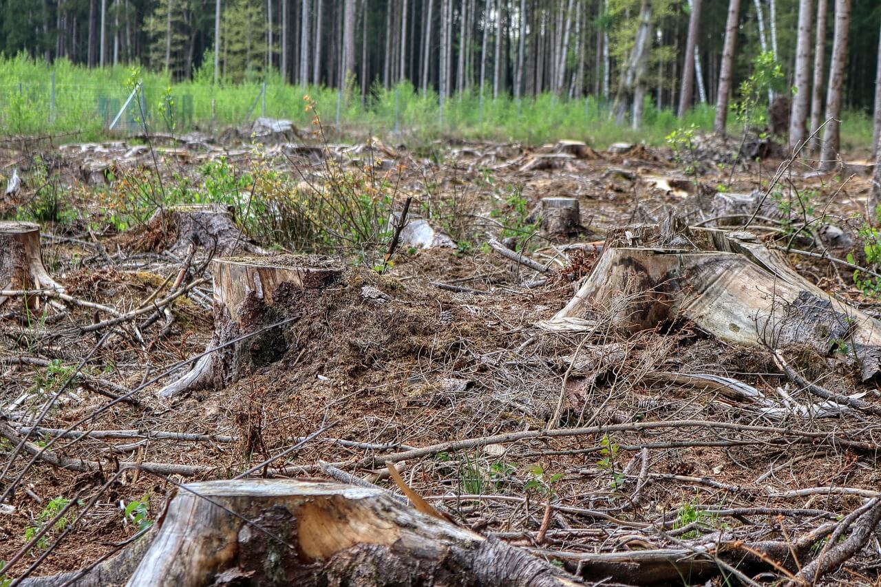 clearing in the woods with many fallen branches and sticks