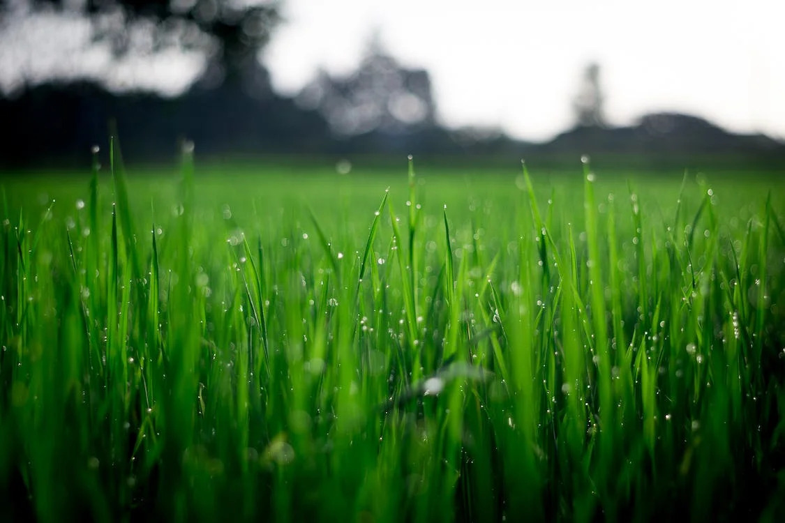 lush dewy lawn that has been aerated